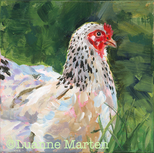 ‘The Bold Mrs’,  spotted hen acrylic painting by Luanne Marten - impressionist art featuring a confident hen with white feathers highlighted in blue, lavender and tan pastels on 6x6 gallery wrapped canvas.
