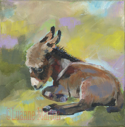'Naptime' - Original impressionist painting of baby donkey resting in sunlight by Luanne Marten, 6x6 acrylic on canvas